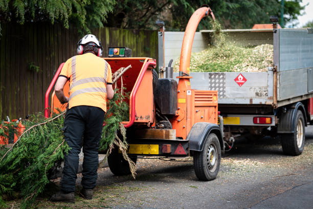 Best Tree Removal Near Me  in Herrin, IL